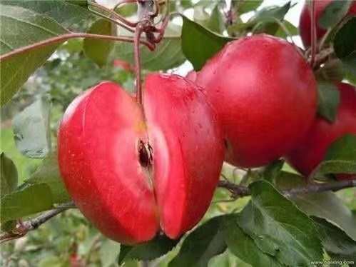 1公分苹果树苗批发_优质苹果相关