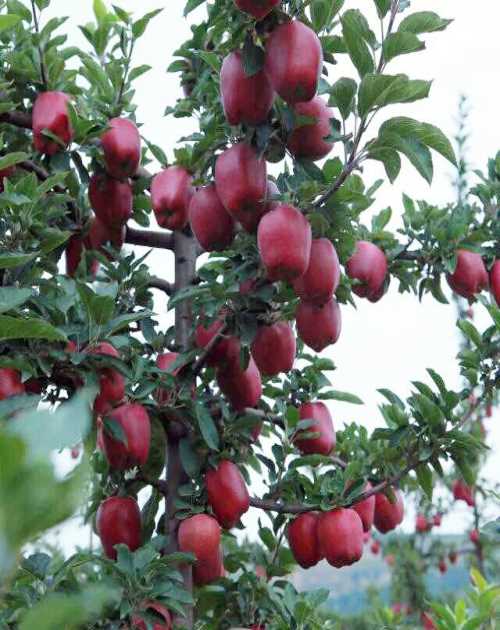 苹果苗种植_优质苹果相关