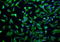 STR鉴定细胞报价_小鼠其他生物制品
