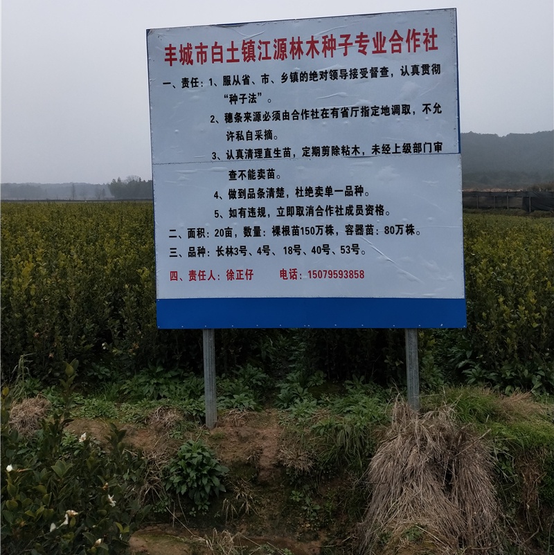 云南一年生油茶苗种植基地_七八供求网