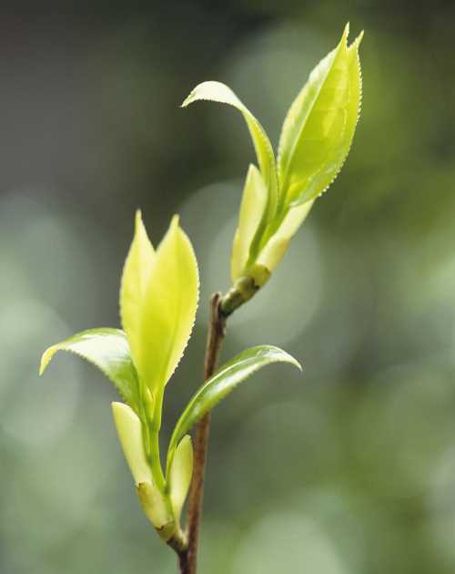 高产油茶苗种芽种植_图片农作物种子