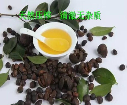 正规茶油出售_中国苗木信息网