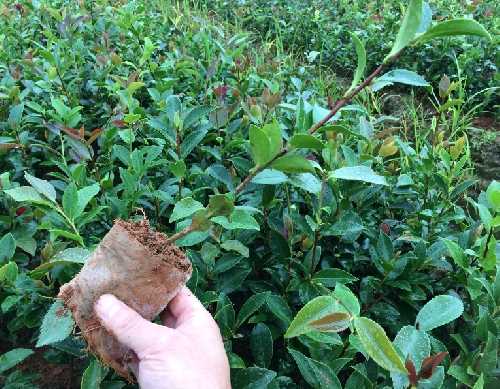 高产油茶容器苗种植基地_江西其他种子、种苗基地