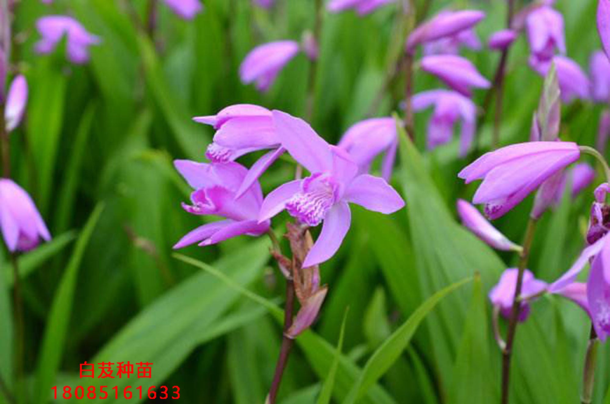 紫花白芨的种植方法_华夏玻璃网