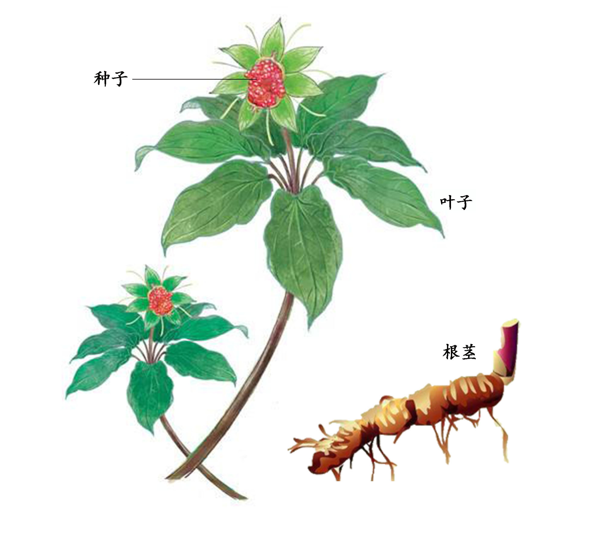 贵州重楼三年苗_众加商贸网