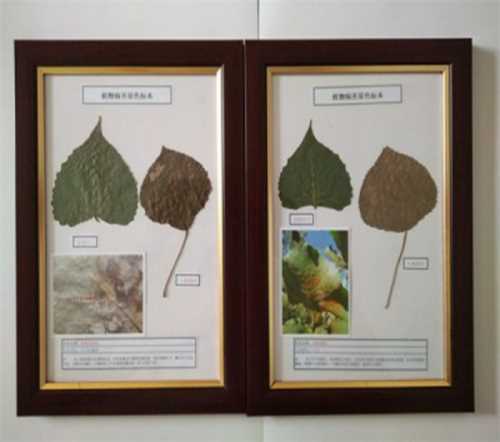 教学植物标本