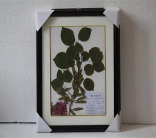 植物标本画框
