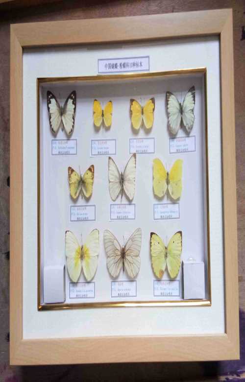 贵州蝴蝶标本种类_盒装标本模型