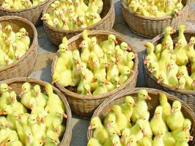 泰州商品鹅蛋孵化场_黑龙江特种养殖动物