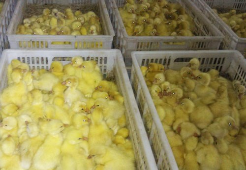 济宁泗水县泰州白鹅苗最新价格_其它畜禽及养殖动物相关