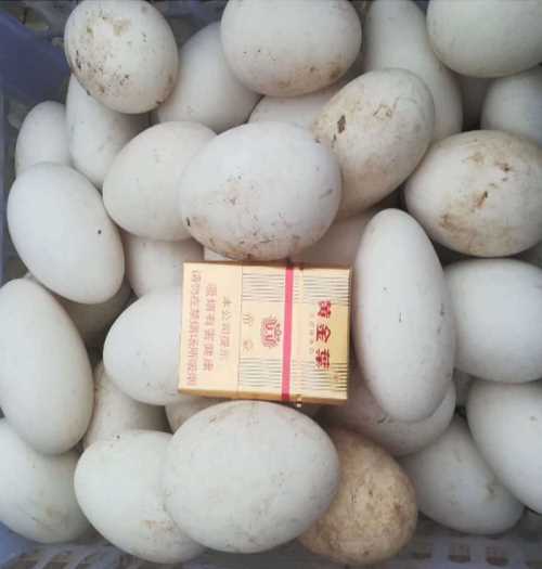 山西鹅种蛋价格_鹅种蛋价格相关