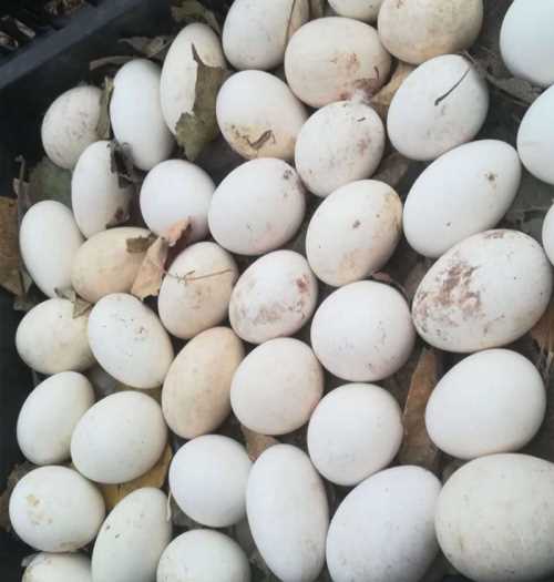 安徽鹅种蛋多少钱一只_供应鹅种蛋相关