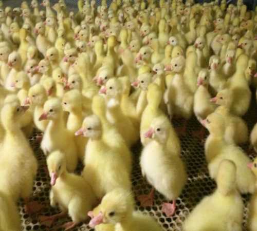 湖州皖西鹅苗孵化厂_内蒙古特种养殖动物价格