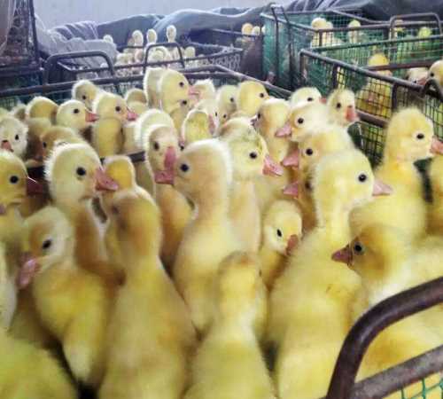 运城鹅苗养殖场_霍尔多巴吉特种养殖动物孵化厂