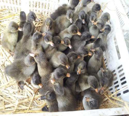 徐州商品鹅蛋价格_内蒙古特种养殖动物出售