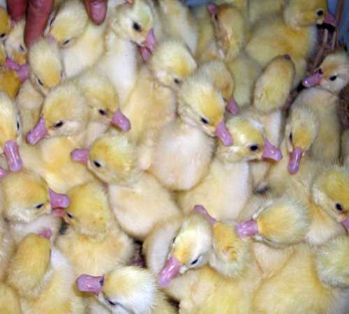 苏州商品鹅蛋孵化场_内蒙古特种养殖动物报价