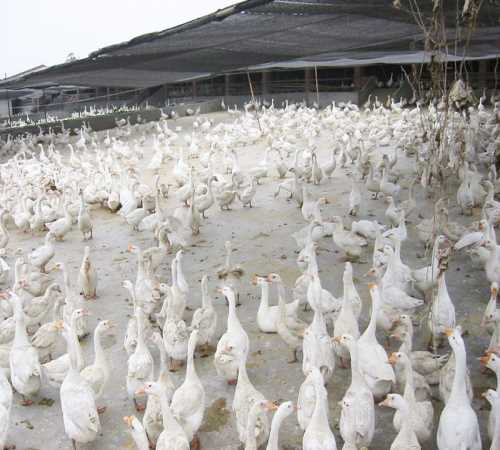 扬州商品鹅蛋出售_内蒙古特种养殖动物供应