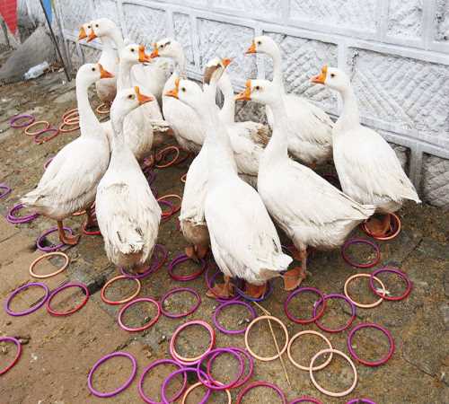 承德商品鹅蛋孵化厂_河南特种养殖动物出售