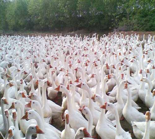 芜湖商品鹅蛋出售_内蒙古特种养殖动物价格