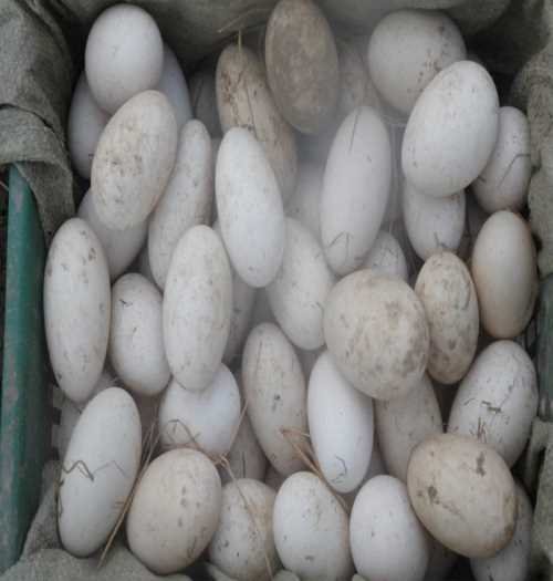 广东鹅种蛋价格_五龙特种养殖动物价格