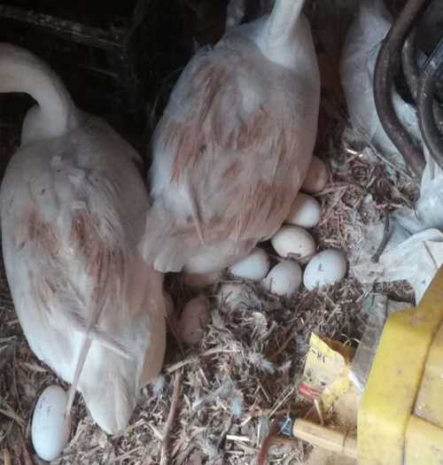 盐城商品鹅蛋孵化厂_内蒙古特种养殖动物