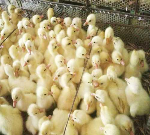 扬州纯种鹅苗出售_灰鹅特种养殖动物价格