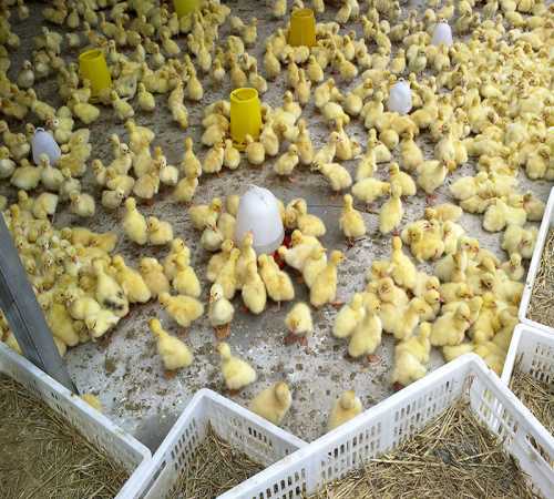 安徽泰州白鹅苗养殖_其它畜禽及养殖动物相关