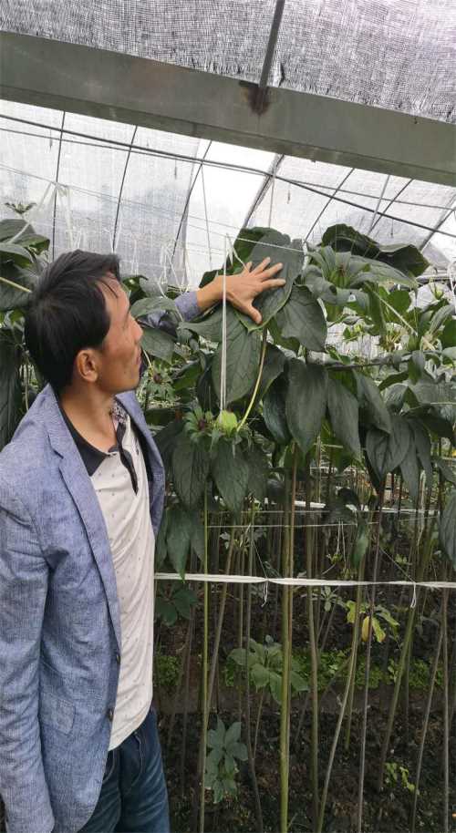 高质量滇重楼品种_龙陵县花卉种子、种苗