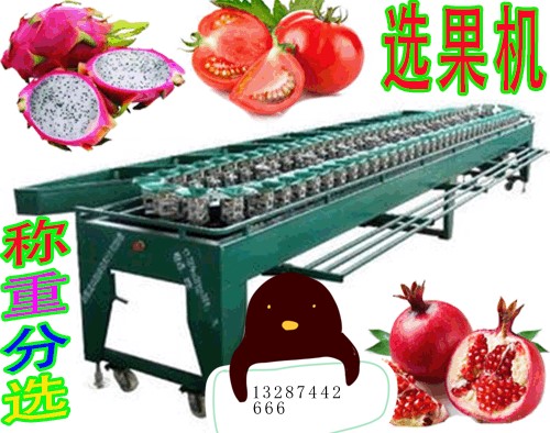 专业小型选果机生产厂家_质量好果蔬加工设备
