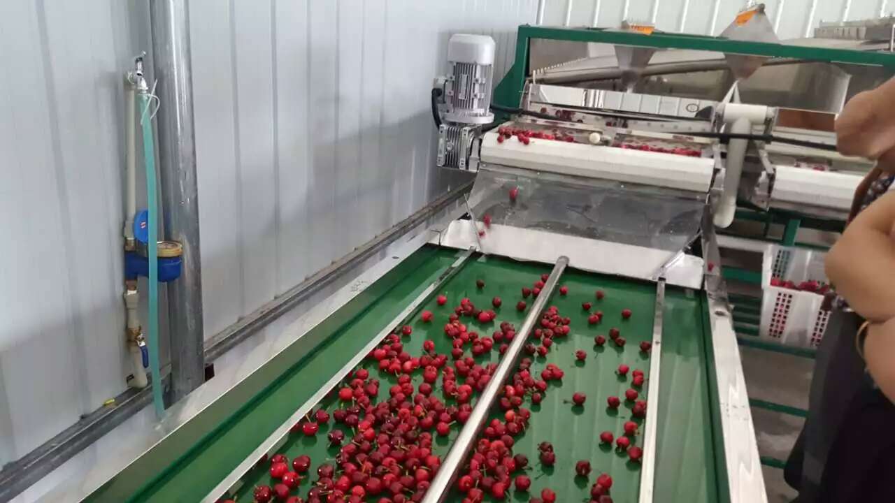 质量好山竹分选机生产厂家_智能其他农业机械多少钱