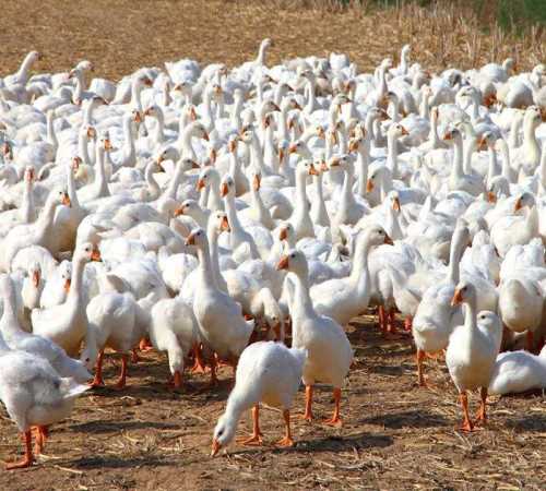 河北泰州白鹅苗最新价格_其它畜禽及养殖动物相关