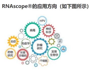 RNAScope_ACD RNAscope原位杂交