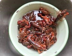 专业淡水小龙虾多少一斤_澳洲淡水小龙虾相关
