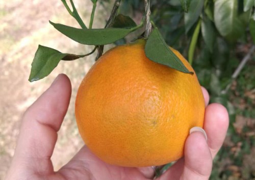 正宗明日见柑橘苗价格_提供其他种子、种苗