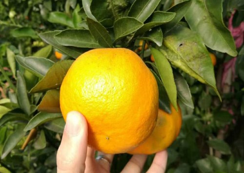 明日见柑橘苗种植_提供其他种子、种苗繁育基地