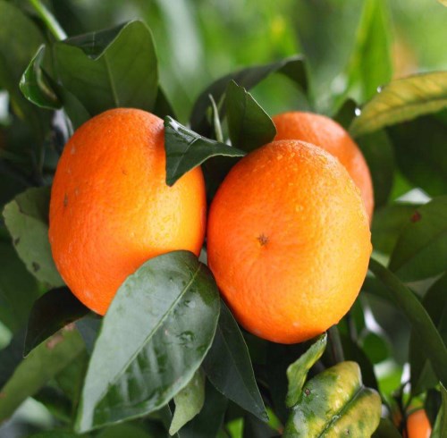 质量好明日见柑橘苗批发_提供其他种子、种苗多少钱