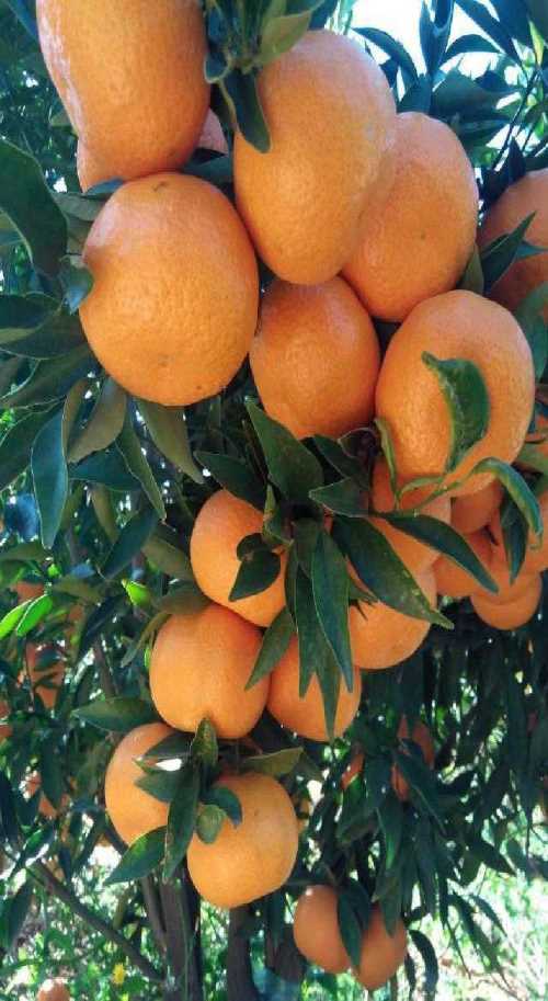 正规明日见柑橘苗销售_红美人柑橘苗相关