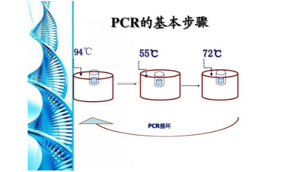 进口PCR试剂盒代理_生化试剂相关