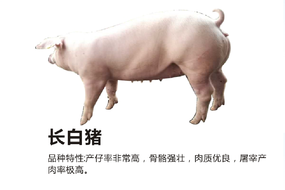 知名种猪出售_知名猪供应-绵阳明兴农业科技开发有限公司