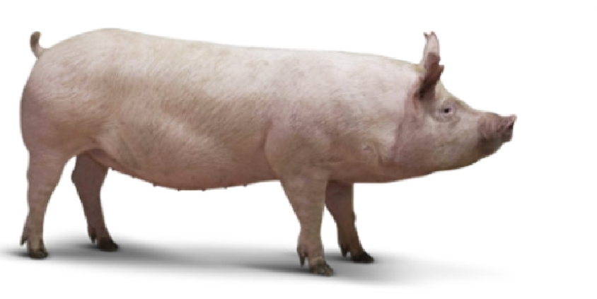 口碑好的黑猪出售_品质好的猪多少钱-绵阳明兴农业科技开发有限公司