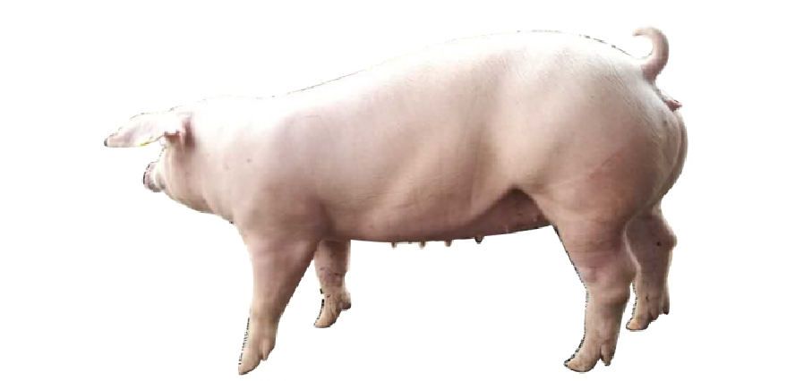 美系种猪价格_知名猪-绵阳明兴农业科技开发有限公司