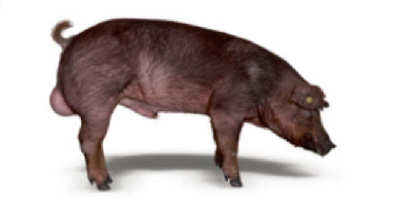 知名黑猪出售_品质好的猪价格-绵阳明兴农业科技开发有限公司