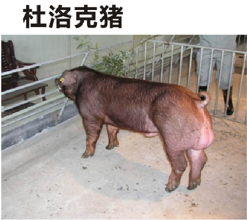 美系种猪出售_口碑好的猪多少钱-绵阳明兴农业科技开发有限公司