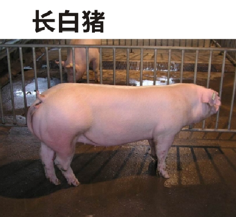 知名黑猪_其他家畜相关-绵阳明兴农业科技开发有限公司