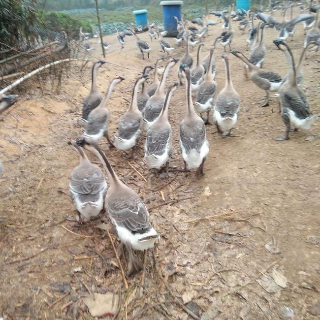 湖南反季节马岗鹅养殖场电话_特种养殖动物养殖基地