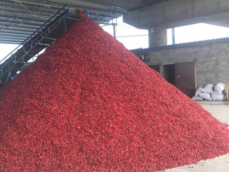 我们推荐重庆朝天椒回收_朝天椒品种相关-内黄县海涛尖椒种植专业合作社