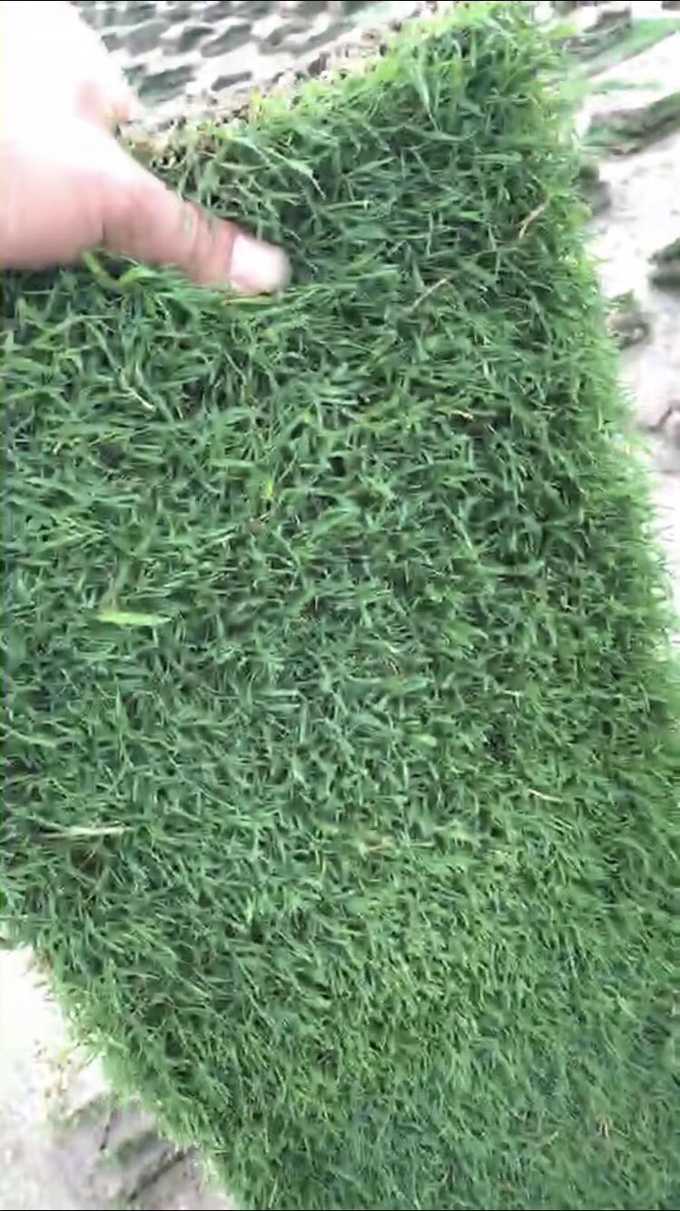 上海马尼拉草坪种植_提供草坪-句容市后白镇绿叶青草坪种植基地