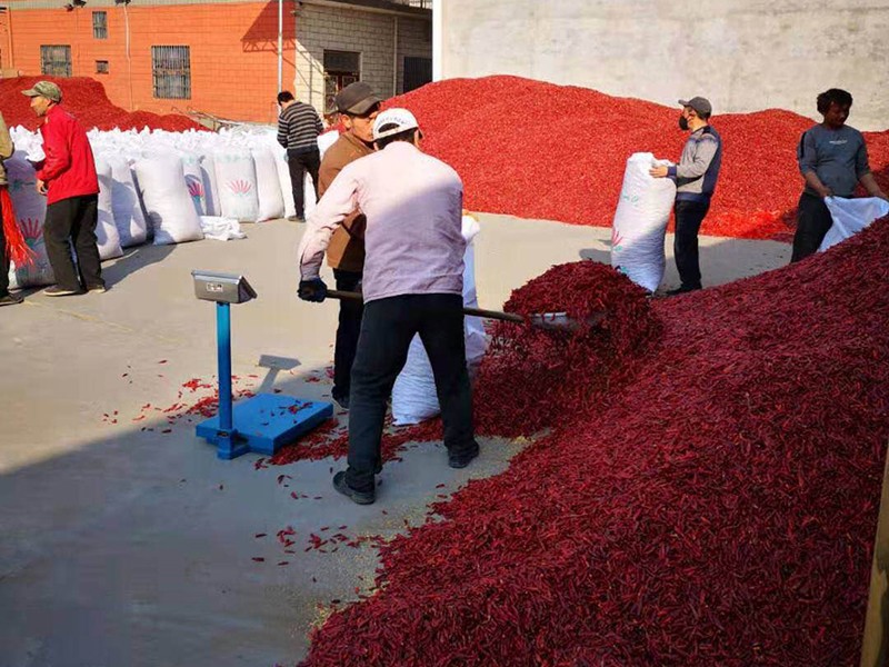 广西高辣辣椒种子出售_芦笋种子相关-内黄县海涛尖椒种植专业合作社