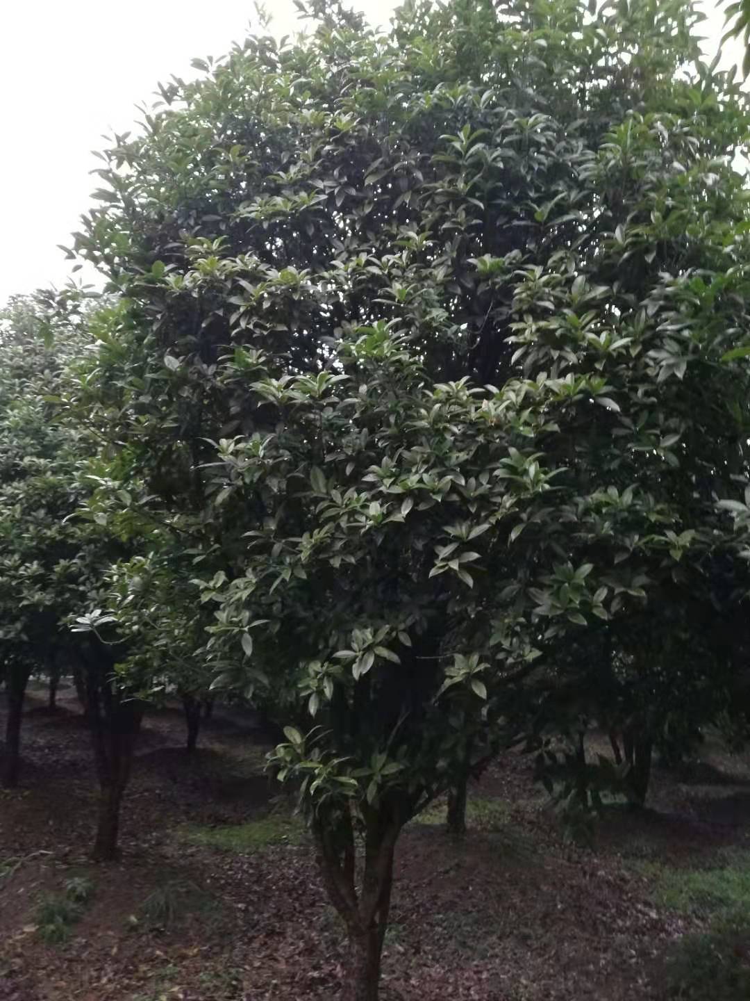 庭院桂花树种植-新乡市华菱园林有限公司