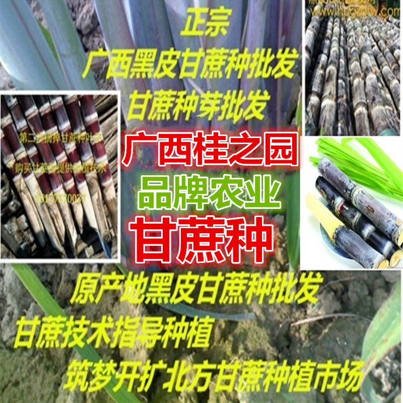 紫皮甘蔗种子批发_红皮农作物种子研究-广西桂之园农业